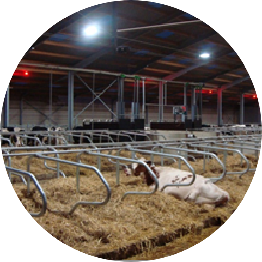 牛舎のランプを無電極ランプにかえたら搾乳量が増えると話題沸騰！